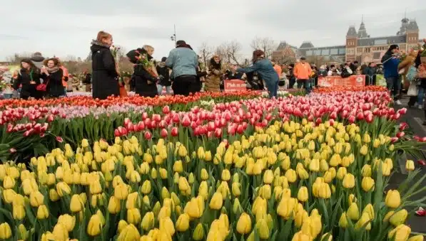 Free Tulip Displays in Amsterdam Free Tulip Displays in Amsterdam